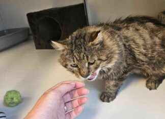 Muita kadonneita tai kodittomia lemmikkejä kuin Kyrre Overhallasta news-10082024-233647