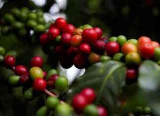 Kahvin hinta nousi Brasiliassa kuuran takia – Mikä vaikutus kahvin hintaan? news-12082024-223458