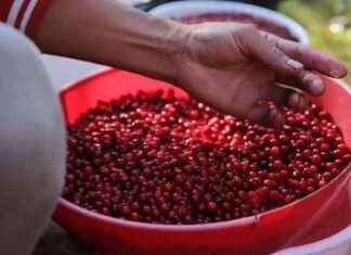 Ensimmäiset thaimaalaiset marjanpoimijat saapuvat Suomeen, vaikka lupatilanne on epävarma news-14082024-181837