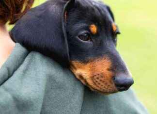 Onko syntyvyys romahtanut Suomessa koirien hankinnan vuoksi? news-25082024-110654