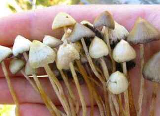 Kasvava suosio: Luomuhuumeet yleistyvät Helsingissä news-15092024-191635