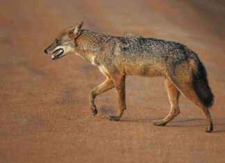 Kultajackaalit muuttavat tuhansien kilometrien päästä Suomeen news-16092024-072652