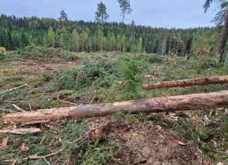 Stora Enso hämmästelee kuukkelimetsän kaatamisesta syntyneitä syytöksiä news-17092024-160450