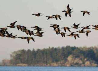 Linnut lähtevät normaalisti lämpimästä syksystä huolimatta news-21092024-113006