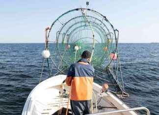 WWF vaatii villilohen kalastuksen keskeyttämistä Itämerellä news-22092024-090419