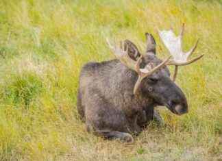 Pohditaan skrantesyken havaitsemista hirvieläimillä news-25092024-124126