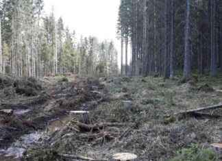 Metsä Group tuhosi uhanalaisen lajin elinympäristön – Hakkuun suunnittelija jätti yhtiön news-26092024-044150