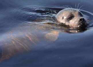 Uhanalaiset Saimaan norpat jatkavat menestystään väestön kasvaessa 500: een news-01112024-001535