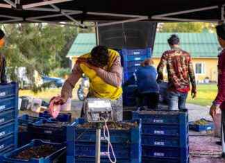 Suomi pyrkii tunnistamaan muuttavat marjanpoimijat työntekijöinä, ei turisteina news-11102024-131038