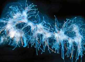 Uusi ennätys havainnoinnissa helmenvalkoiset (+) news-13102024-072358