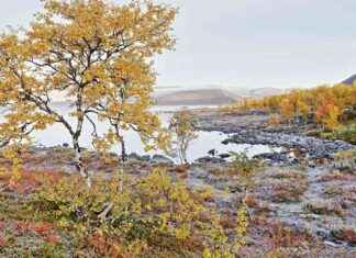 30-vuotinen syksyinen lämpöaalto iski Suomen Lappiin news-20102024-030903