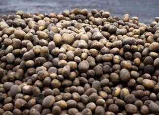 Porilainen mysteeri valtatien varressa – valtava kasa perunoita news-24102024-154920