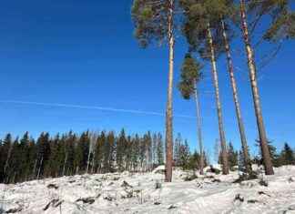 Metsät hiilinieluina: Syke paljastaa yliarvioidut metsien hiilivarastot news-24102024-215136