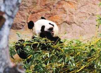 Ähtärin eläinpuisto hakee velkojen uudelleenjärjestelyohjelmaa news-01112024-182422