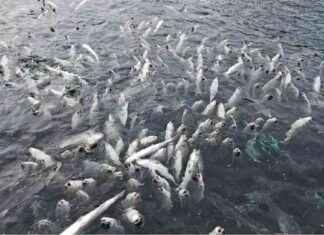 Yli 100 000 lohta kuoli kalankasvatuspaikalla news-21112024-062634