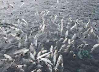 Perlesnormaneter: Massakreiden lähde ja vaikutukset news-21112024-122751