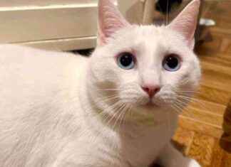 Perjantain lehdet: Sairaalan leikkaukset, kiinteistökysymykset ja kissojen liikkumisoikeus perjantain-lehdet-sairaalan-leikkaukset-kiinteistkysymykset-ja-kissojen-liikkumisoikeus