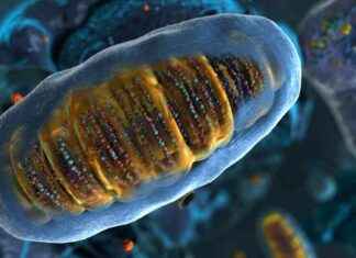 Viisi syytä vanhenemiselle ja keinot hidastaa sitä viisi-syyt-vanhenemiselle-ja-keinot-hidastaa-sit