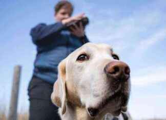 Koirien rekisteröinnit laskivat Covidin jälkeen koirien-rekisterinnit-laskivat-covidin-jlkeen
