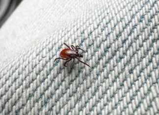 Ilmaisia punkkirokotteita tarjotaan enemmän riskialueen asukkaille lmaisia-punkkirokotteita-tarjotaan-enemmn-riskialueen-asukkaille