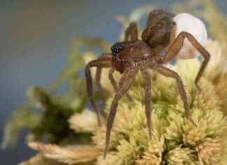 Suomessa esiintyvät hämähäkit: Pikkurosvokki ja kaarnakätkökki suomessa-esiintyvt-hmhkit-pikkurosvokki-ja-kaarnaktkkki