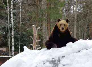 Ähtärin eläintarhan karhut heräävät talviuniltaan htrin-elintarhan-karhut-hervt-talviuniltaan