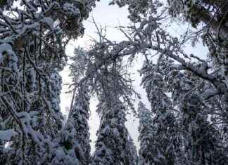 Valtion metsäyhtiö rajoittaa hakkuut ilmastosuojelutarkoituksessa valtion-metsyhti-rajoittaa-hakkuut-ilmastosuojelutarkoituksessa