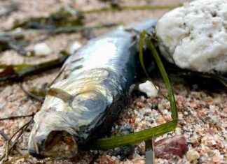 Ei merkkejä taudista Hankon rannalla huuhtoutuneissa kaloissa ei-merkkej-taudista-hankon-rannalla-huuhtoutuneissa-kaloissa