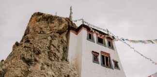 Auringonkukka Kasvatusopas Näin Saat Upeat Kukat Auringonkukka Kasvatusopas Näin Saat Upeat Kukat