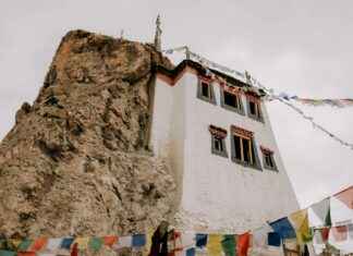 Auringonkukka Kasvatusopas Näin Saat Upeat Kukat Auringonkukka Kasvatusopas Näin Saat Upeat Kukat