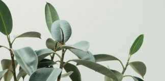 Falafel: Falafel Kotona – Rapea Ja Mehevä Resepti Ilman Friteerausta Falafel: Falafel Kotona – Rapea Ja Mehevä Resepti Ilman Friteerausta