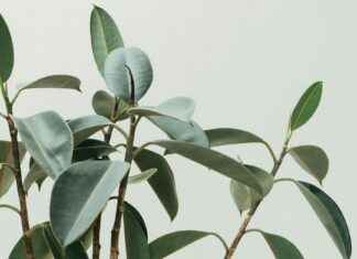 Falafel: Falafel Kotona – Rapea Ja Mehevä Resepti Ilman Friteerausta Falafel: Falafel Kotona – Rapea Ja Mehevä Resepti Ilman Friteerausta