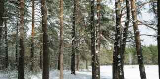 Harmaaleppä Istutus Ja Hoito Puutarhassa Harmaaleppä Istutus Ja Hoito Puutarhassa