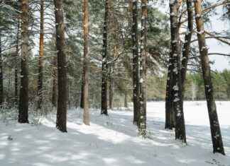 Harmaaleppä Istutus Ja Hoito Puutarhassa Harmaaleppä Istutus Ja Hoito Puutarhassa