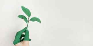 Hortensia: Hortensia Hoito-Opas – Näin Saat Upeat Kukat Vuosi Vuodelta Hortensia: Hortensia Hoito-Opas – Näin Saat Upeat Kukat Vuosi Vuodelta