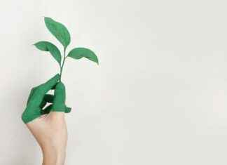 Hortensia: Hortensia Hoito-Opas – Näin Saat Upeat Kukat Vuosi Vuodelta Hortensia: Hortensia Hoito-Opas – Näin Saat Upeat Kukat Vuosi Vuodelta