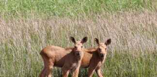 Kasvihuone: Kasvihuone Unelmaksi – Parhaat Vinkit Aloittelijalle Kasvihuone: Kasvihuone Unelmaksi – Parhaat Vinkit Aloittelijalle