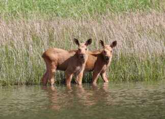 Kasvihuone: Kasvihuone Unelmaksi – Parhaat Vinkit Aloittelijalle Kasvihuone: Kasvihuone Unelmaksi – Parhaat Vinkit Aloittelijalle
