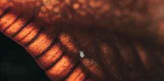 Klotriptyl Mite Kokemuksia: Käyttäjien Tarinoita Klotriptyl Mite Kokemuksia: Käyttäjien Tarinoita