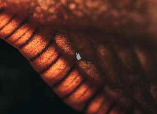 Klotriptyl Mite Kokemuksia: Käyttäjien Tarinoita Klotriptyl Mite Kokemuksia: Käyttäjien Tarinoita