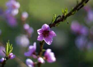 Kultaköynnös: Kultaköynnös Hoito-Opas – Näin Saat Sen Kasvamaan Rehevänä Kultaköynnös: Kultaköynnös Hoito-Opas – Näin Saat Sen Kasvamaan Rehevänä
