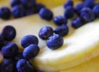 Lavakaulus Viljely Helposti Omassa Puutarhassa Lavakaulus Viljely Helposti Omassa Puutarhassa