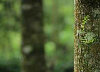 Leppä Puutarhassa Hyödyt Ja Hoito Vinkit Leppä Puutarhassa Hyödyt Ja Hoito Vinkit