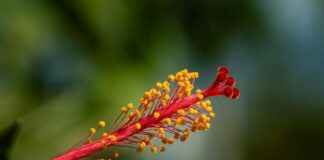 Miten HIV Tarttuu ja Kuinka Suojautua Miten HIV Tarttuu ja Kuinka Suojautua