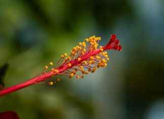 Miten HIV Tarttuu ja Kuinka Suojautua Miten HIV Tarttuu ja Kuinka Suojautua