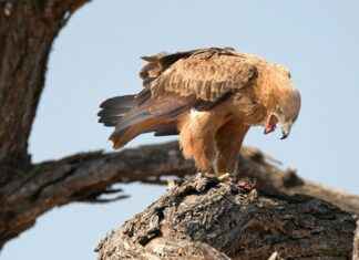 Miten Laskea Mätkyt: Näin Teet Verolaskelman Miten Laskea Mätkyt: Näin Teet Verolaskelman