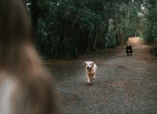 Miten Piirtää Koira Helposti Miten Piirtää Koira Helposti