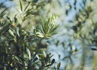 Miten Raskausviikot Lasketaan Oikein Miten Raskausviikot Lasketaan Oikein