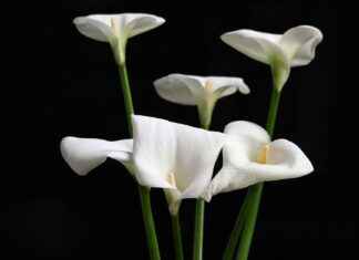 Miten Syyhy Tarttuu ja Kuinka Suojautua # Miten Syyhy Tarttuu ja Kuinka Suojautua Miten Syyhy Tarttuu ja Kuinka Suojautua # Miten Syyhy Tarttuu ja Kuinka Suojautua