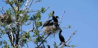 Neste Osake Analyysissä: Kannattaako Sijoittaa Nyt? Neste Osake Analyysissä: Kannattaako Sijoittaa Nyt?